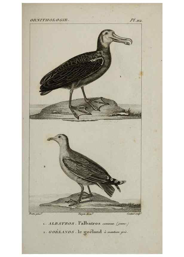 Reproducción/Reproduction 49825869083: Traité d'ornithologie, ou, Tableau méthodique des ordres, sous-ordres, familles, tribus, genres, sous-genres et races d'oiseaux :. Bruxelles :Chez F.G. Levrault ;1831.. 