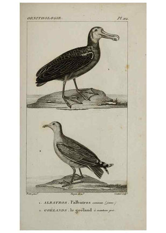 Reproducción/Reproduction 49825869083: Traité d'ornithologie, ou, Tableau méthodique des ordres, sous-ordres, familles, tribus, genres, sous-genres et races d'oiseaux :. Bruxelles :Chez F.G. Levrault ;1831.. 