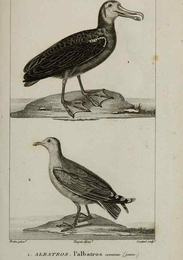 Reproducción/Reproduction 49825869083: Traité d'ornithologie, ou, Tableau méthodique des ordres, sous-ordres, familles, tribus, genres, sous-genres et races d'oiseaux :. Bruxelles :Chez F.G. Levrault ;1831.. 