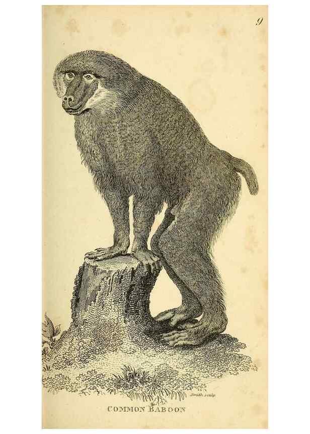 Reproducción/Reproduction 49826402501: General zoology, or Systematic natural history. London,Printed for G. Kearsley,1800-1826.. 