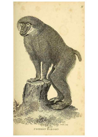 Reproducción/Reproduction 49826402501: General zoology, or Systematic natural history. London,Printed for G. Kearsley,1800-1826.. 