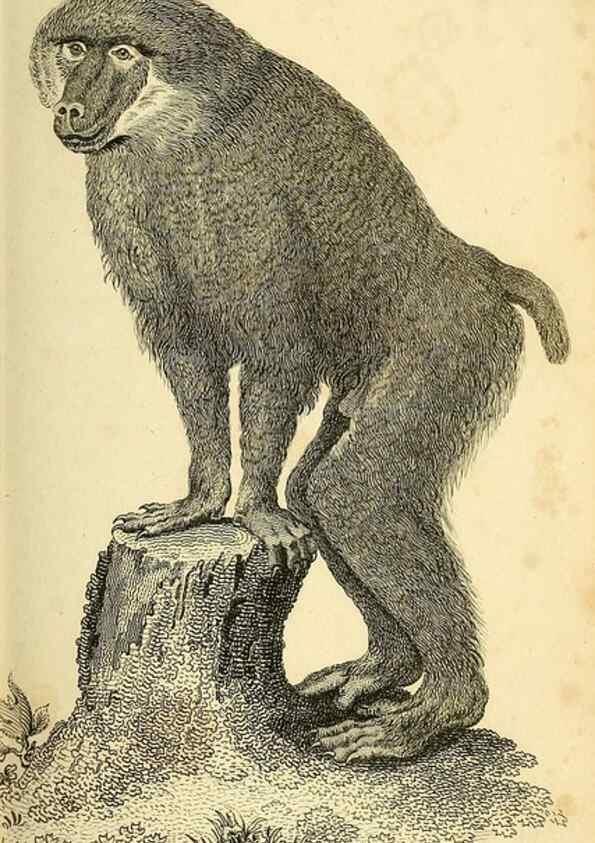 Reproducción/Reproduction 49826402501: General zoology, or Systematic natural history. London,Printed for G. Kearsley,1800-1826.. 