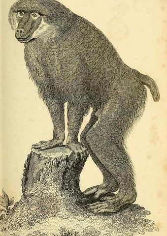 Reproducción/Reproduction 49826402501: General zoology, or Systematic natural history. London,Printed for G. Kearsley,1800-1826.. 