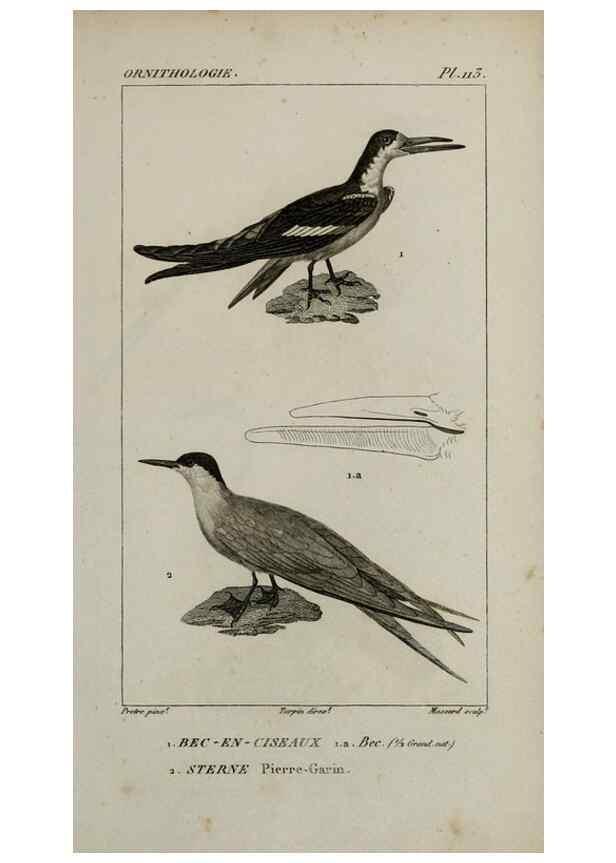 Reproducción/Reproduction 49826402826: Traité d'ornithologie, ou, Tableau méthodique des ordres, sous-ordres, familles, tribus, genres, sous-genres et races d'oiseaux :. Bruxelles :Chez F.G. Levrault ;1831.. 