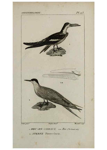 Reproducción/Reproduction 49826402826: Traité d'ornithologie, ou, Tableau méthodique des ordres, sous-ordres, familles, tribus, genres, sous-genres et races d'oiseaux :. Bruxelles :Chez F.G. Levrault ;1831.. 