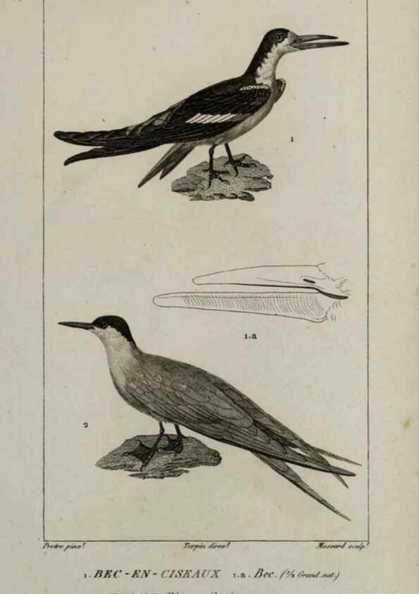 Reproducción/Reproduction 49826402826: Traité d'ornithologie, ou, Tableau méthodique des ordres, sous-ordres, familles, tribus, genres, sous-genres et races d'oiseaux :. Bruxelles :Chez F.G. Levrault ;1831.. 