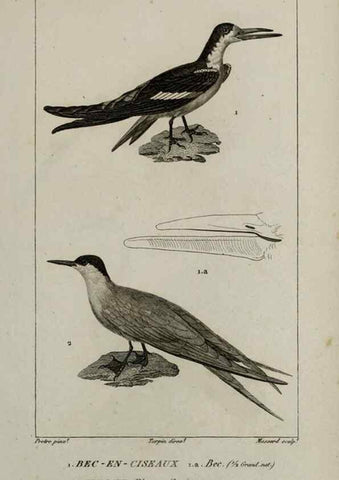 Reproducción/Reproduction 49826402826: Traité d'ornithologie, ou, Tableau méthodique des ordres, sous-ordres, familles, tribus, genres, sous-genres et races d'oiseaux :. Bruxelles :Chez F.G. Levrault ;1831.. 