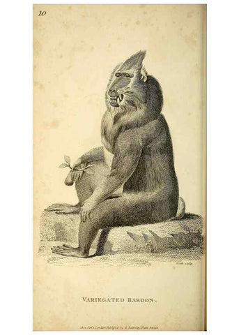 Reproducción/Reproduction 49826402916: General zoology, or Systematic natural history. London,Printed for G. Kearsley,1800-1826.. 
