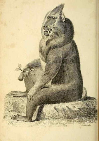 Reproducción/Reproduction 49826402916: General zoology, or Systematic natural history. London,Printed for G. Kearsley,1800-1826.. 
