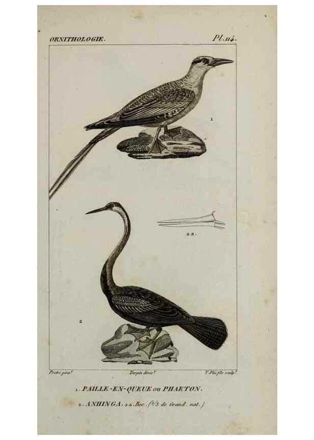 Reproducción/Reproduction 49825870133: Traité d'ornithologie, ou, Tableau méthodique des ordres, sous-ordres, familles, tribus, genres, sous-genres et races d'oiseaux :. Bruxelles :Chez F.G. Levrault ;1831.. 