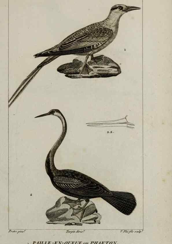 Reproducción/Reproduction 49825870133: Traité d'ornithologie, ou, Tableau méthodique des ordres, sous-ordres, familles, tribus, genres, sous-genres et races d'oiseaux :. Bruxelles :Chez F.G. Levrault ;1831.. 