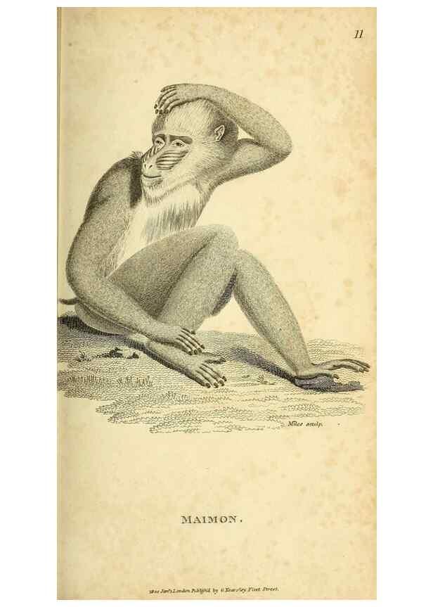 Reproducción/Reproduction 49826403541: General zoology, or Systematic natural history. London,Printed for G. Kearsley,1800-1826.. 
