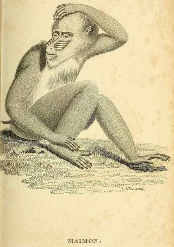 Reproducción/Reproduction 49826403541: General zoology, or Systematic natural history. London,Printed for G. Kearsley,1800-1826.. 