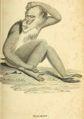 Reproducción/Reproduction 49826403541: General zoology, or Systematic natural history. London,Printed for G. Kearsley,1800-1826.. 