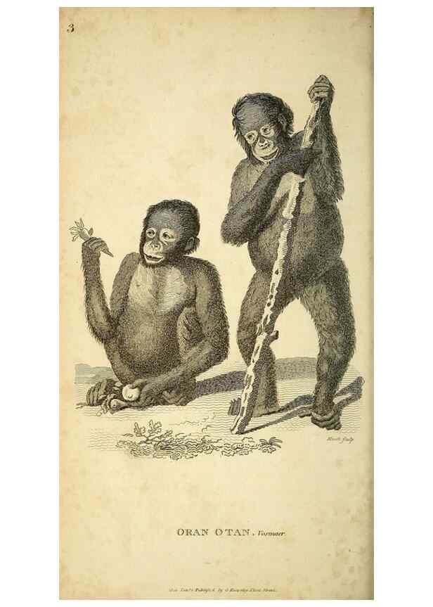 Reproducción/Reproduction 49825867023: General zoology, or Systematic natural history. London,Printed for G. Kearsley,1800-1826.. 