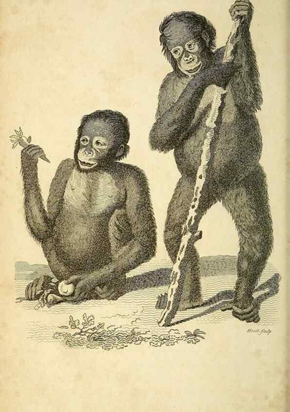 Reproducción/Reproduction 49825867023: General zoology, or Systematic natural history. London,Printed for G. Kearsley,1800-1826.. 