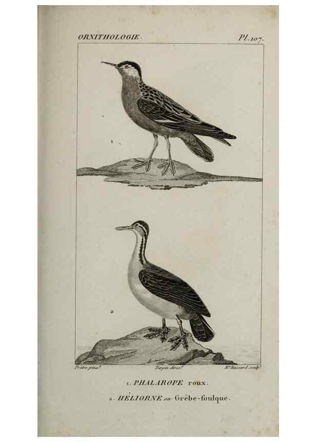 Reproducción/Reproduction 49826717142: Traité d'ornithologie, ou, Tableau méthodique des ordres, sous-ordres, familles, tribus, genres, sous-genres et races d'oiseaux :. Bruxelles :Chez F.G. Levrault ;1831.. 