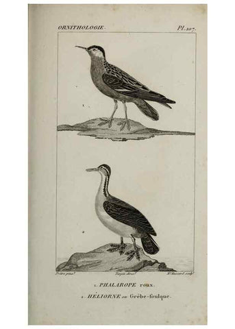 Reproducción/Reproduction 49826717142: Traité d'ornithologie, ou, Tableau méthodique des ordres, sous-ordres, familles, tribus, genres, sous-genres et races d'oiseaux :. Bruxelles :Chez F.G. Levrault ;1831.. 