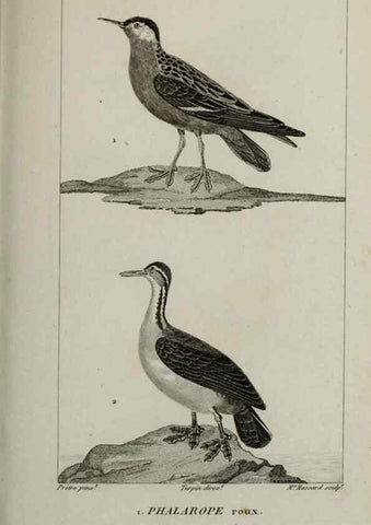 Reproducción/Reproduction 49826717142: Traité d'ornithologie, ou, Tableau méthodique des ordres, sous-ordres, familles, tribus, genres, sous-genres et races d'oiseaux :. Bruxelles :Chez F.G. Levrault ;1831.. 