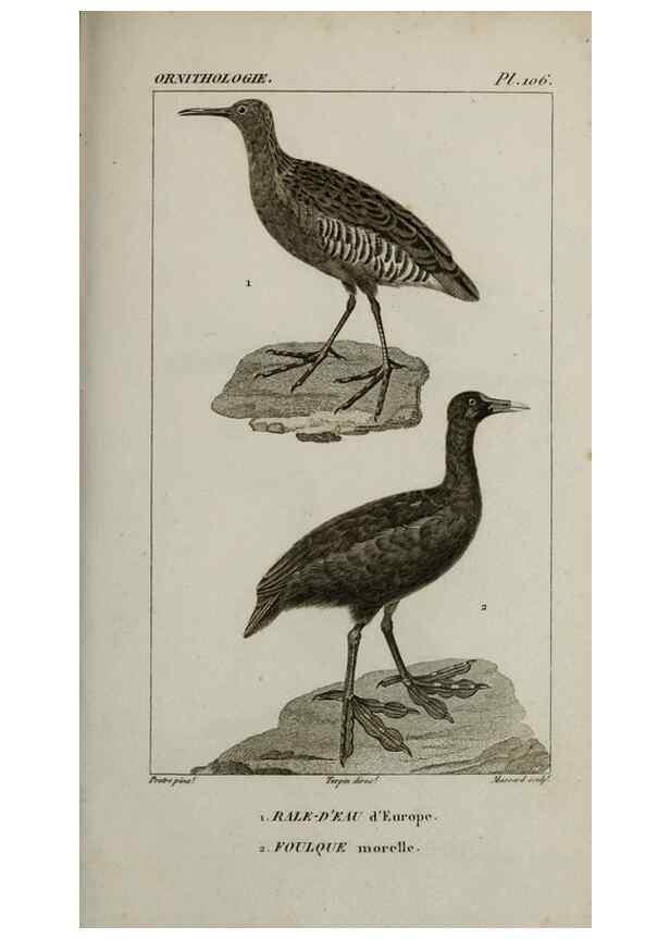 Reproducción/Reproduction 49825866528: Traité d'ornithologie, ou, Tableau méthodique des ordres, sous-ordres, familles, tribus, genres, sous-genres et races d'oiseaux :. Bruxelles :Chez F.G. Levrault ;1831.. 