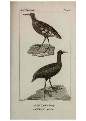Reproducción/Reproduction 49825866528: Traité d'ornithologie, ou, Tableau méthodique des ordres, sous-ordres, familles, tribus, genres, sous-genres et races d'oiseaux :. Bruxelles :Chez F.G. Levrault ;1831.. 