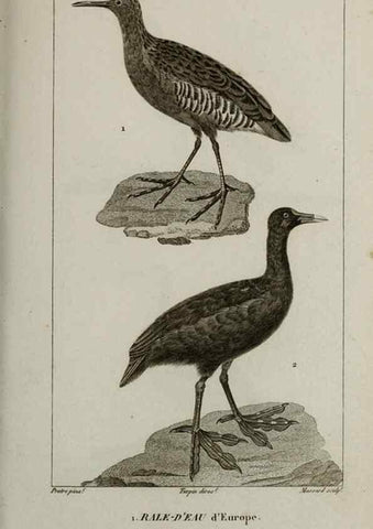Reproducción/Reproduction 49825866528: Traité d'ornithologie, ou, Tableau méthodique des ordres, sous-ordres, familles, tribus, genres, sous-genres et races d'oiseaux :. Bruxelles :Chez F.G. Levrault ;1831.. 