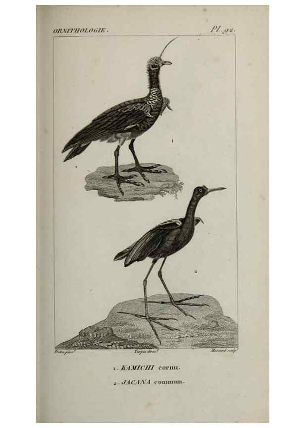 Reproducción/Reproduction 49826710902: Traité d'ornithologie, ou, Tableau méthodique des ordres, sous-ordres, familles, tribus, genres, sous-genres et races d'oiseaux :. Bruxelles :Chez F.G. Levrault ;1831.. 