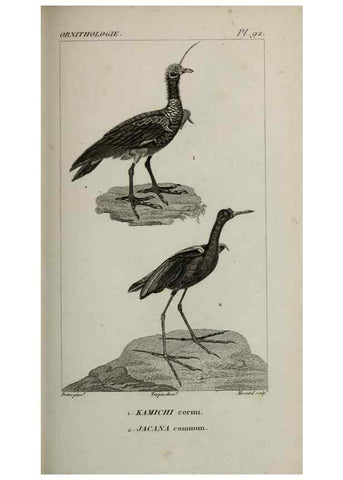 Reproducción/Reproduction 49826710902: Traité d'ornithologie, ou, Tableau méthodique des ordres, sous-ordres, familles, tribus, genres, sous-genres et races d'oiseaux :. Bruxelles :Chez F.G. Levrault ;1831.. 