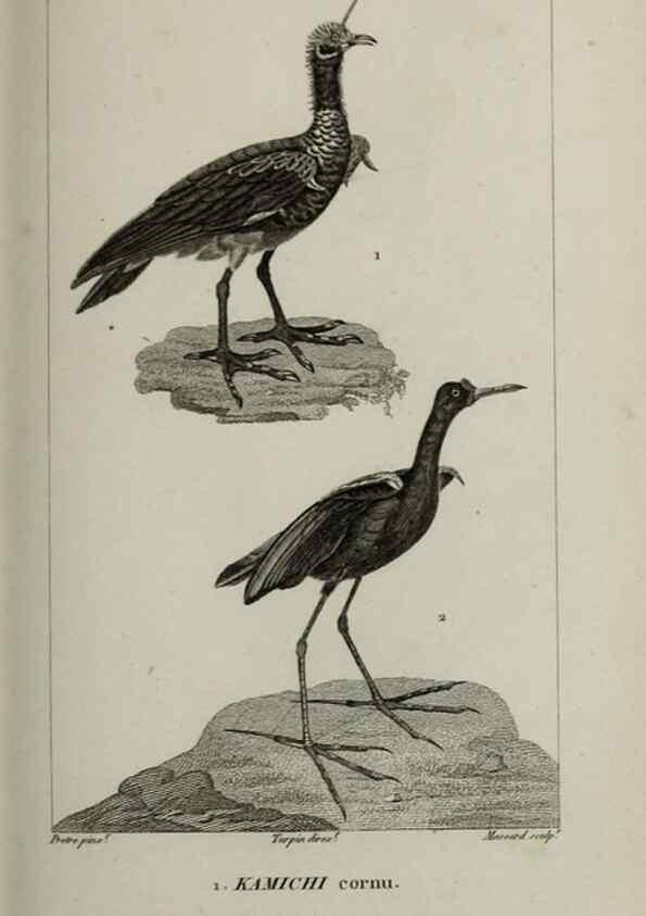 Reproducción/Reproduction 49826710902: Traité d'ornithologie, ou, Tableau méthodique des ordres, sous-ordres, familles, tribus, genres, sous-genres et races d'oiseaux :. Bruxelles :Chez F.G. Levrault ;1831.. 