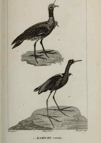 Reproducción/Reproduction 49826710902: Traité d'ornithologie, ou, Tableau méthodique des ordres, sous-ordres, familles, tribus, genres, sous-genres et races d'oiseaux :. Bruxelles :Chez F.G. Levrault ;1831.. 
