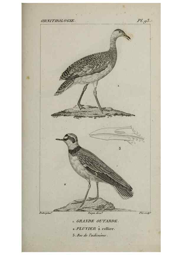 Reproducción/Reproduction 49826394416: Traité d'ornithologie, ou, Tableau méthodique des ordres, sous-ordres, familles, tribus, genres, sous-genres et races d'oiseaux :. Bruxelles :Chez F.G. Levrault ;1831.. 