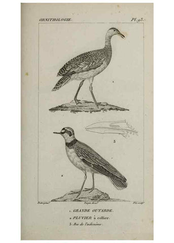 Reproducción/Reproduction 49826394416: Traité d'ornithologie, ou, Tableau méthodique des ordres, sous-ordres, familles, tribus, genres, sous-genres et races d'oiseaux :. Bruxelles :Chez F.G. Levrault ;1831.. 