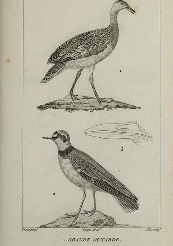 Reproducción/Reproduction 49826394416: Traité d'ornithologie, ou, Tableau méthodique des ordres, sous-ordres, familles, tribus, genres, sous-genres et races d'oiseaux :. Bruxelles :Chez F.G. Levrault ;1831.. 