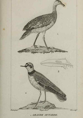 Reproducción/Reproduction 49826394416: Traité d'ornithologie, ou, Tableau méthodique des ordres, sous-ordres, familles, tribus, genres, sous-genres et races d'oiseaux :. Bruxelles :Chez F.G. Levrault ;1831.. 