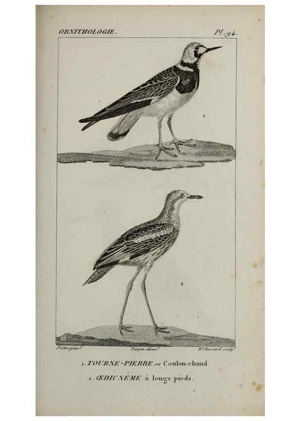 Reproducción/Reproduction 49825861498: Traité d'ornithologie, ou, Tableau méthodique des ordres, sous-ordres, familles, tribus, genres, sous-genres et races d'oiseaux :. Bruxelles :Chez F.G. Levrault ;1831.. 