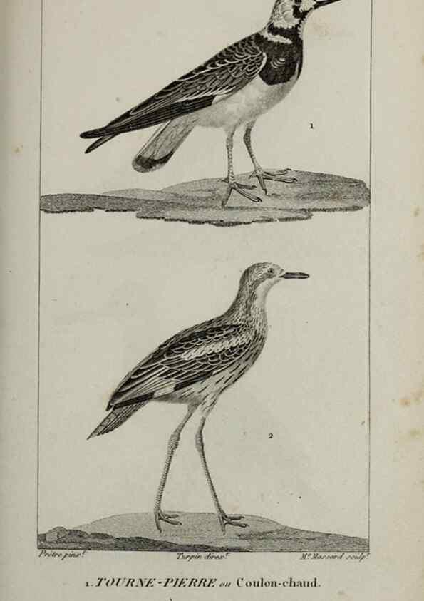 Reproducción/Reproduction 49825861498: Traité d'ornithologie, ou, Tableau méthodique des ordres, sous-ordres, familles, tribus, genres, sous-genres et races d'oiseaux :. Bruxelles :Chez F.G. Levrault ;1831.. 