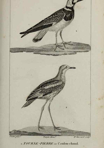 Reproducción/Reproduction 49825861498: Traité d'ornithologie, ou, Tableau méthodique des ordres, sous-ordres, familles, tribus, genres, sous-genres et races d'oiseaux :. Bruxelles :Chez F.G. Levrault ;1831.. 