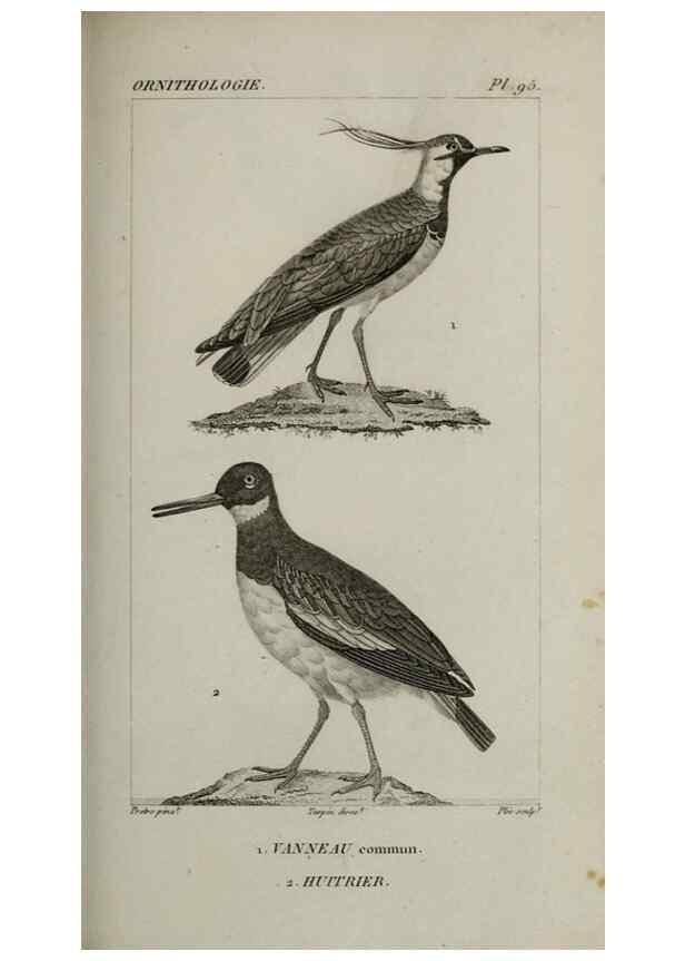 Reproducción/Reproduction 49826712132: Traité d'ornithologie, ou, Tableau méthodique des ordres, sous-ordres, familles, tribus, genres, sous-genres et races d'oiseaux :. Bruxelles :Chez F.G. Levrault ;1831.. 