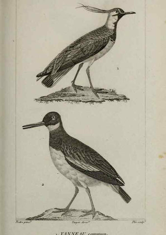 Reproducción/Reproduction 49826712132: Traité d'ornithologie, ou, Tableau méthodique des ordres, sous-ordres, familles, tribus, genres, sous-genres et races d'oiseaux :. Bruxelles :Chez F.G. Levrault ;1831.. 