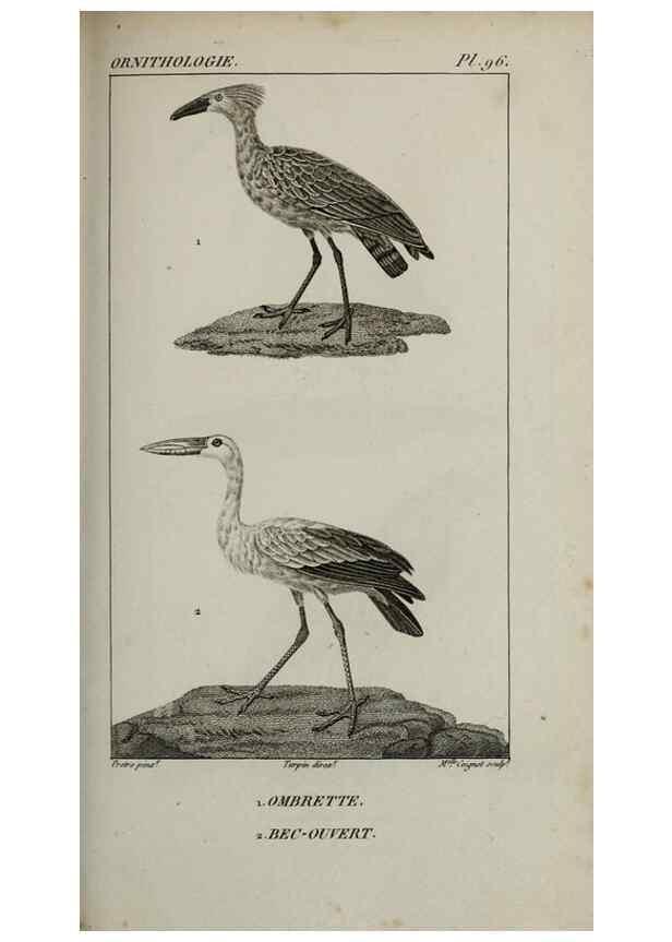 Reproducción/Reproduction 49826395736: Traité d'ornithologie, ou, Tableau méthodique des ordres, sous-ordres, familles, tribus, genres, sous-genres et races d'oiseaux :. Bruxelles :Chez F.G. Levrault ;1831.. 