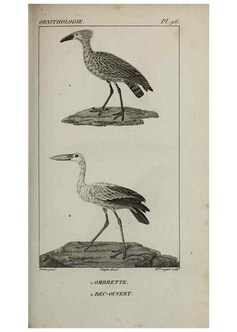 Reproducción/Reproduction 49826395736: Traité d'ornithologie, ou, Tableau méthodique des ordres, sous-ordres, familles, tribus, genres, sous-genres et races d'oiseaux :. Bruxelles :Chez F.G. Levrault ;1831.. 