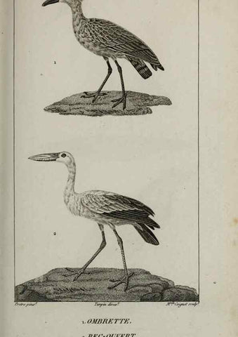 Reproducción/Reproduction 49826395736: Traité d'ornithologie, ou, Tableau méthodique des ordres, sous-ordres, familles, tribus, genres, sous-genres et races d'oiseaux :. Bruxelles :Chez F.G. Levrault ;1831.. 