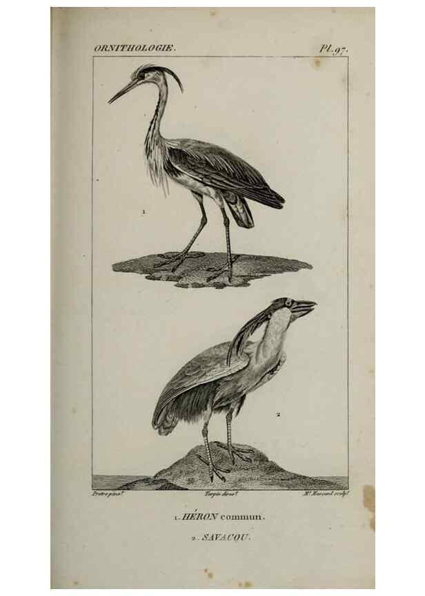Reproducción/Reproduction 49825862688: Traité d'ornithologie, ou, Tableau méthodique des ordres, sous-ordres, familles, tribus, genres, sous-genres et races d'oiseaux :. Bruxelles :Chez F.G. Levrault ;1831.. 
