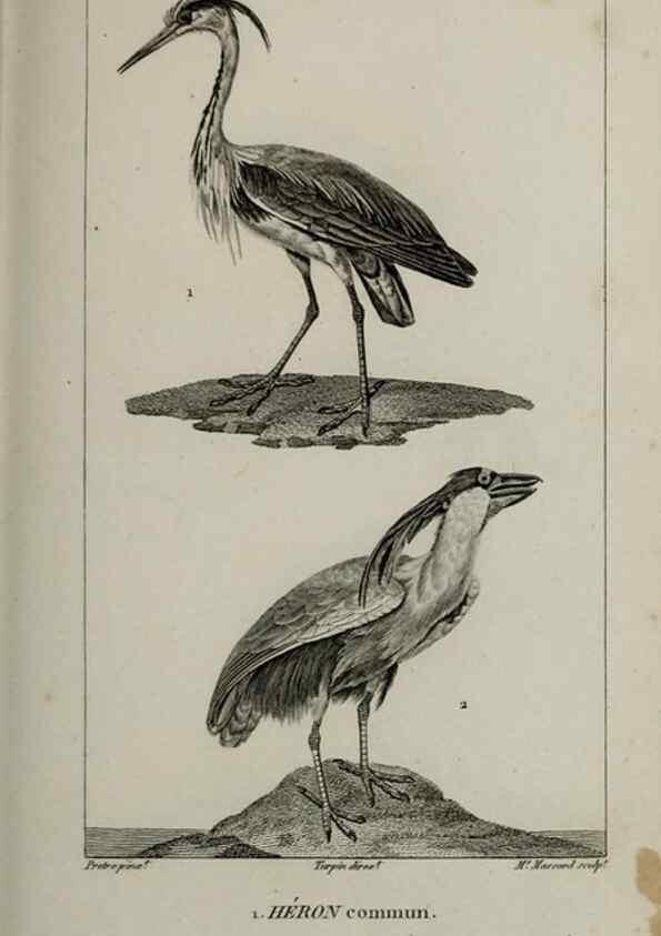 Reproducción/Reproduction 49825862688: Traité d'ornithologie, ou, Tableau méthodique des ordres, sous-ordres, familles, tribus, genres, sous-genres et races d'oiseaux :. Bruxelles :Chez F.G. Levrault ;1831.. 