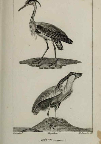 Reproducción/Reproduction 49825862688: Traité d'ornithologie, ou, Tableau méthodique des ordres, sous-ordres, familles, tribus, genres, sous-genres et races d'oiseaux :. Bruxelles :Chez F.G. Levrault ;1831.. 