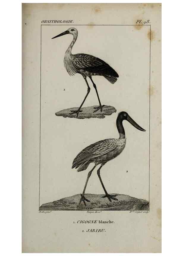 Reproducción/Reproduction 49826713662: Traité d'ornithologie, ou, Tableau méthodique des ordres, sous-ordres, familles, tribus, genres, sous-genres et races d'oiseaux :. Bruxelles :Chez F.G. Levrault ;1831.. 