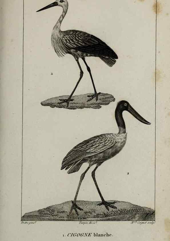 Reproducción/Reproduction 49826713662: Traité d'ornithologie, ou, Tableau méthodique des ordres, sous-ordres, familles, tribus, genres, sous-genres et races d'oiseaux :. Bruxelles :Chez F.G. Levrault ;1831.. 