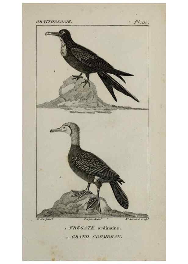 Reproducción/Reproduction 49826403896: Traité d'ornithologie, ou, Tableau méthodique des ordres, sous-ordres, familles, tribus, genres, sous-genres et races d'oiseaux :. Bruxelles :Chez F.G. Levrault ;1831.. 