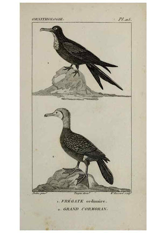 Reproducción/Reproduction 49826403896: Traité d'ornithologie, ou, Tableau méthodique des ordres, sous-ordres, familles, tribus, genres, sous-genres et races d'oiseaux :. Bruxelles :Chez F.G. Levrault ;1831.. 