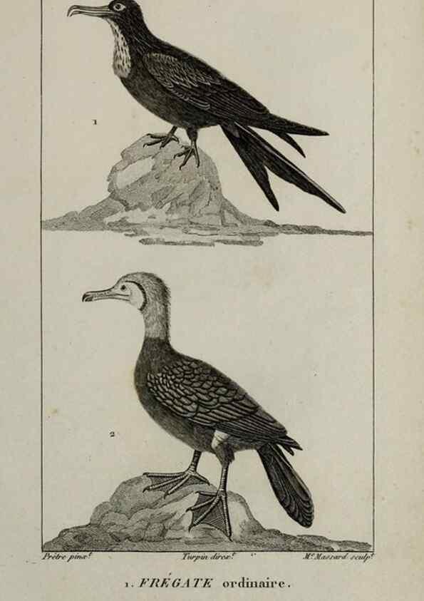Reproducción/Reproduction 49826403896: Traité d'ornithologie, ou, Tableau méthodique des ordres, sous-ordres, familles, tribus, genres, sous-genres et races d'oiseaux :. Bruxelles :Chez F.G. Levrault ;1831.. 